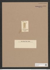 Gomphonema tridentulum Rabh. (de-Toni-Nr.: Genus 37, Species 1787) Zeichnungen Sammlung Grunow Nr. 3518 (NHMW-BOT-W0371083)